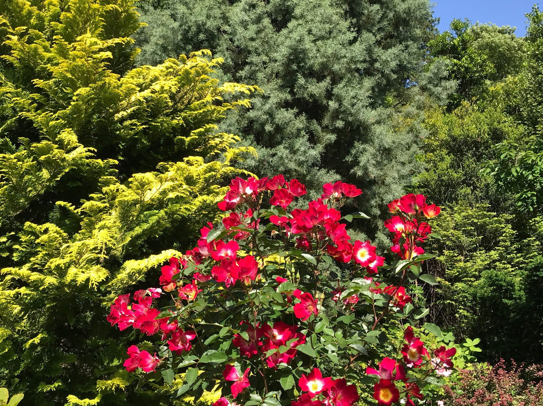 Hana Fantasia-野田市必去景点