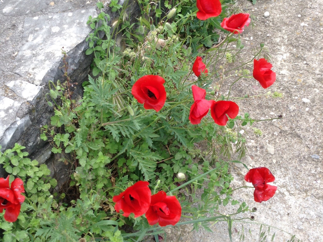 Theoni's House主图