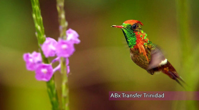 ABx Transfer Service-西班牙港必去景点