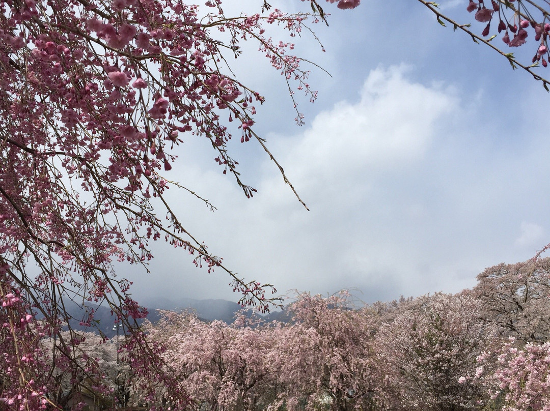 Sanehara Sakura Street-北斗市必去景点