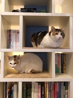 Cat Cafe Nyafe Melange-Ebisu必去景点