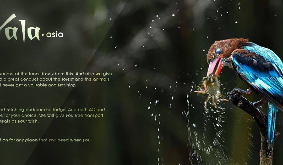 Go Yala Safari Tours-蒂瑟默哈拉默必去景点