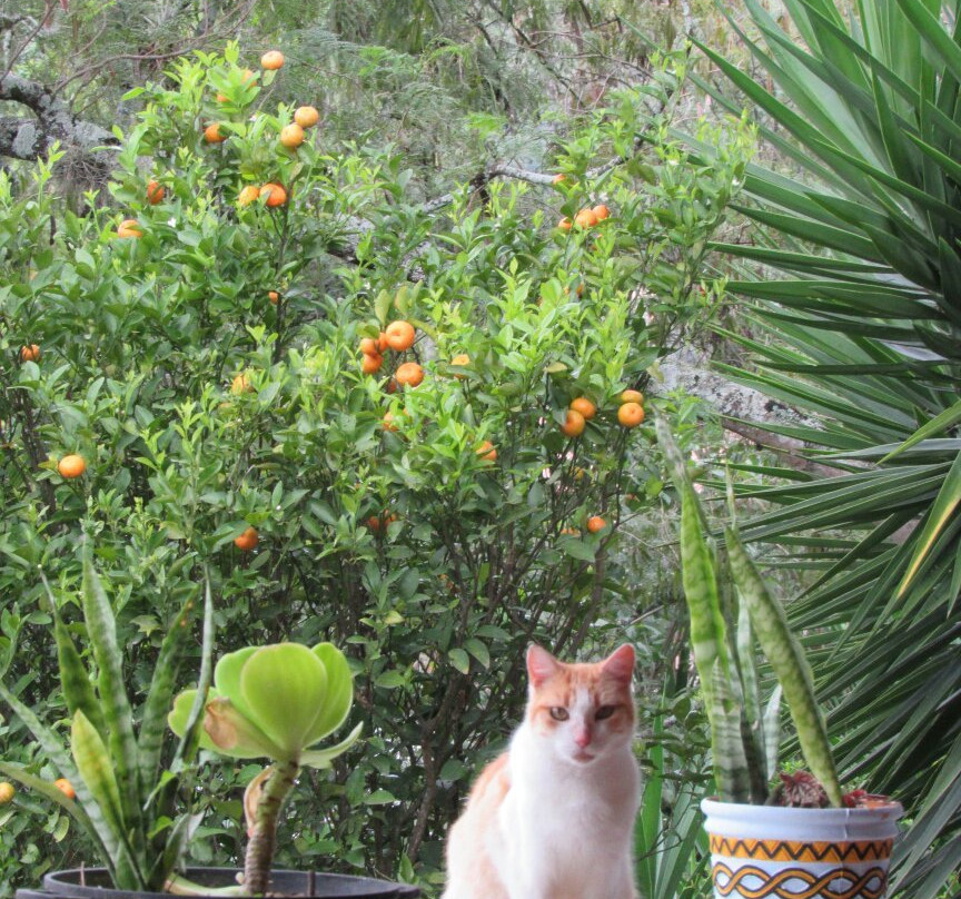 La Casa de Matilda主图