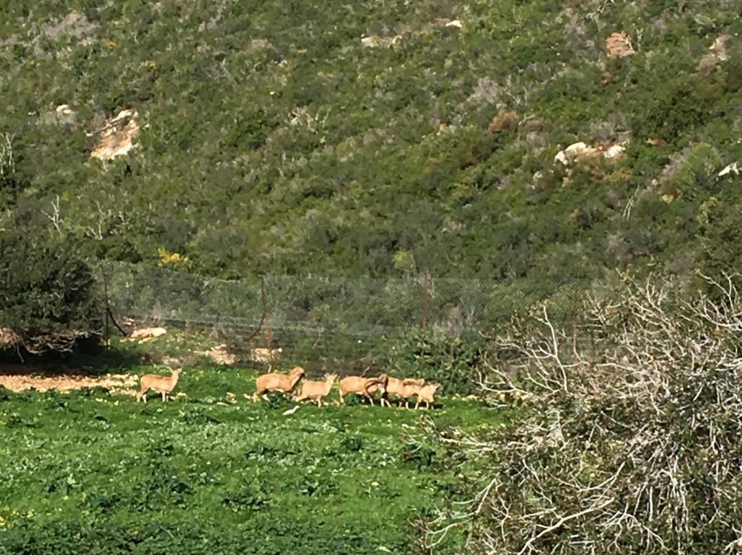 Carmel Hai-Bar Nature Reserve景点图片