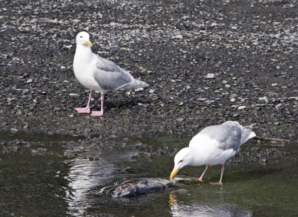 Tonsina Creek Trail-苏厄德必去景点