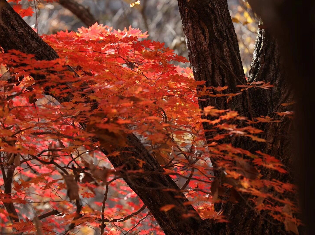 蒲石河森林公园-凤城市必去景点