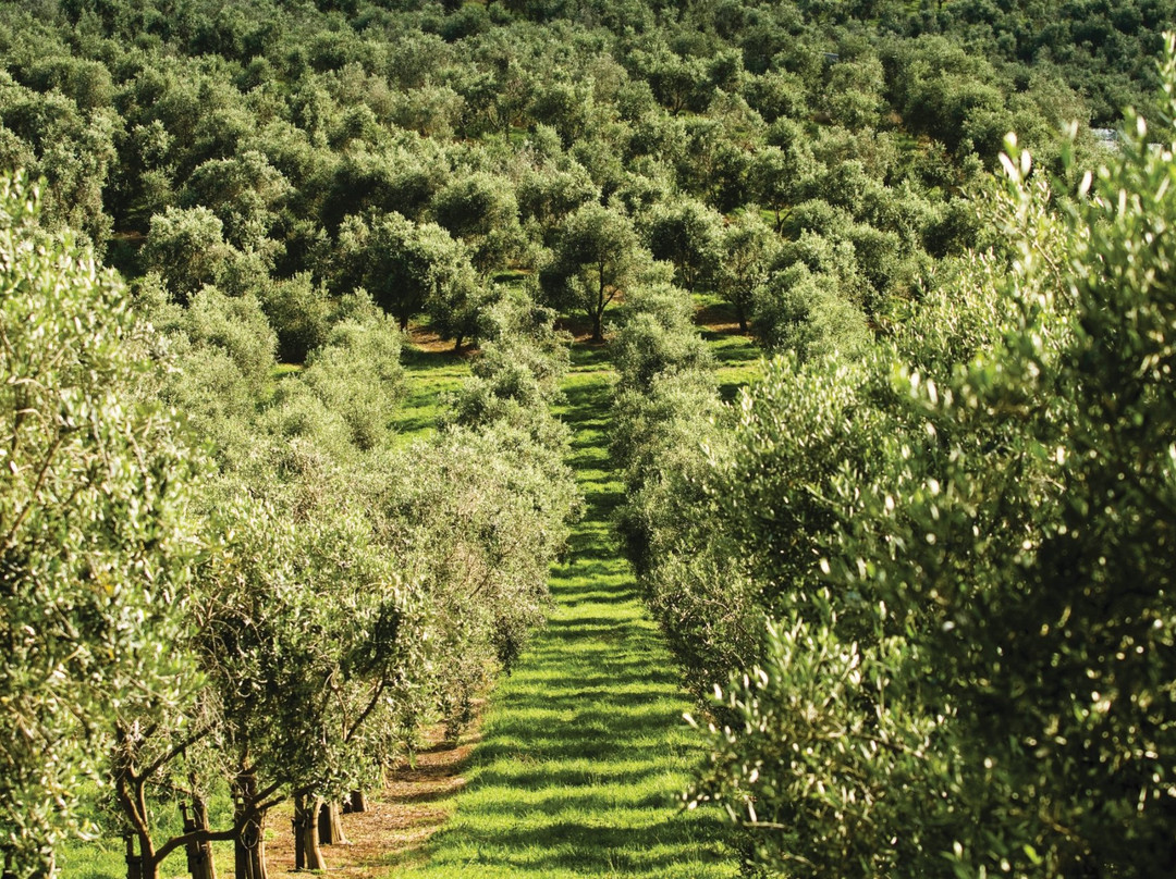 Simunovich Olive Estate-Bombay必去景点