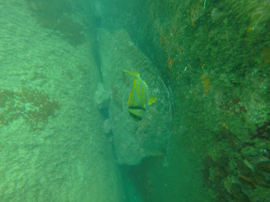 Reserva Biologica Marinha do Arvoredo-Bombinhas必去景点