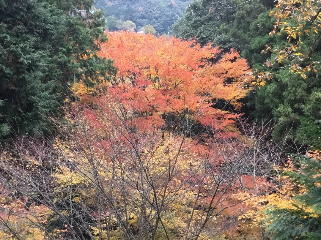 Sambaitani Falls-大洲市必去景点