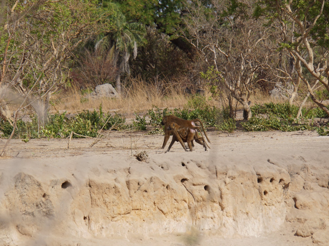 Kiang West National Park景点图片