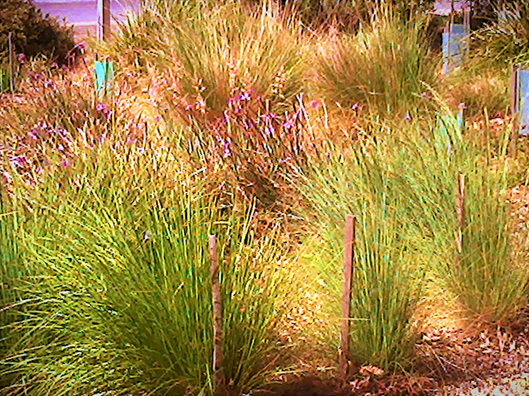 Allen Noble Sanctuary-Aireys Inlet必去景点