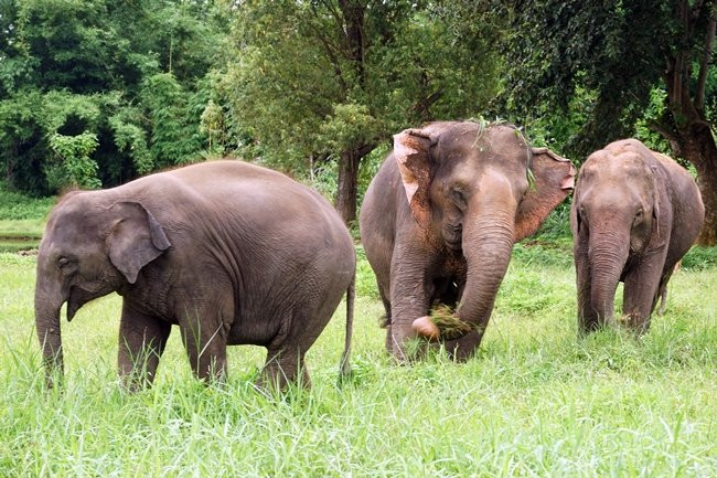 兰纳王国旅游-清迈必去景点