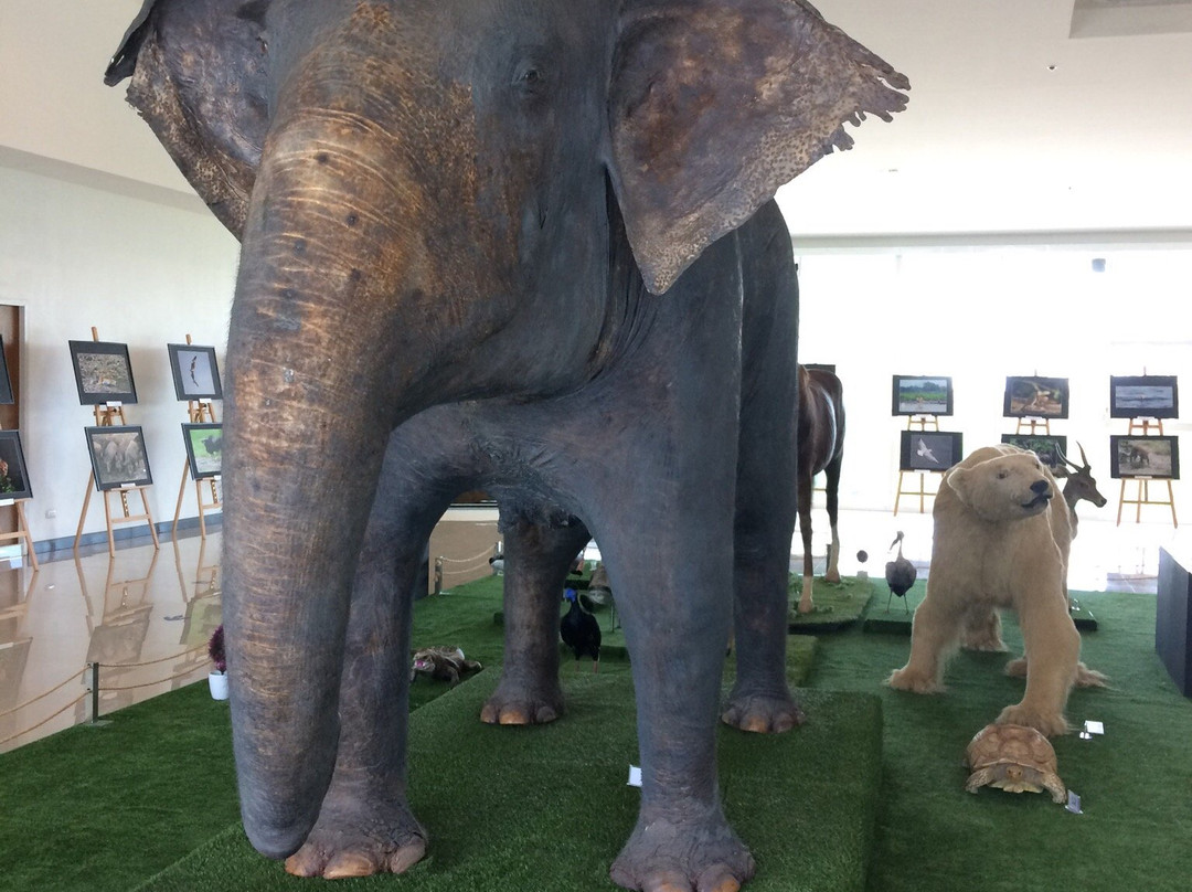 Natural History Museum景点图片