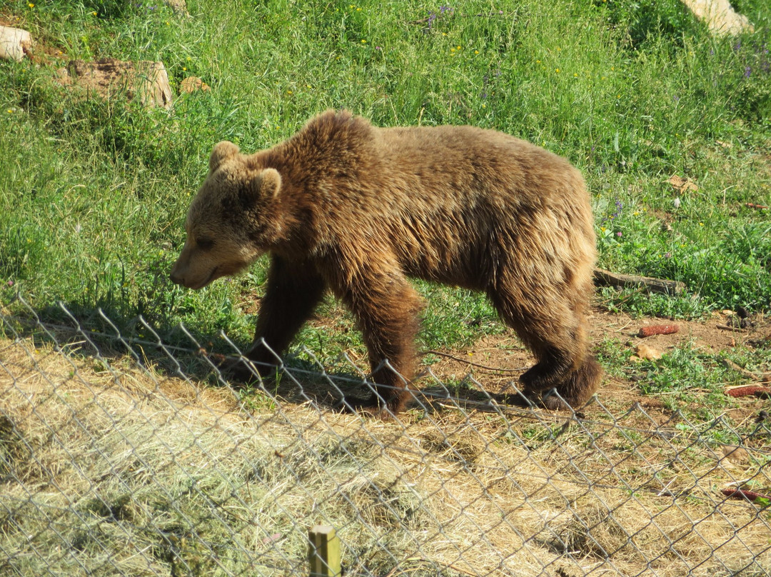 Bear Sanctuary景点图片