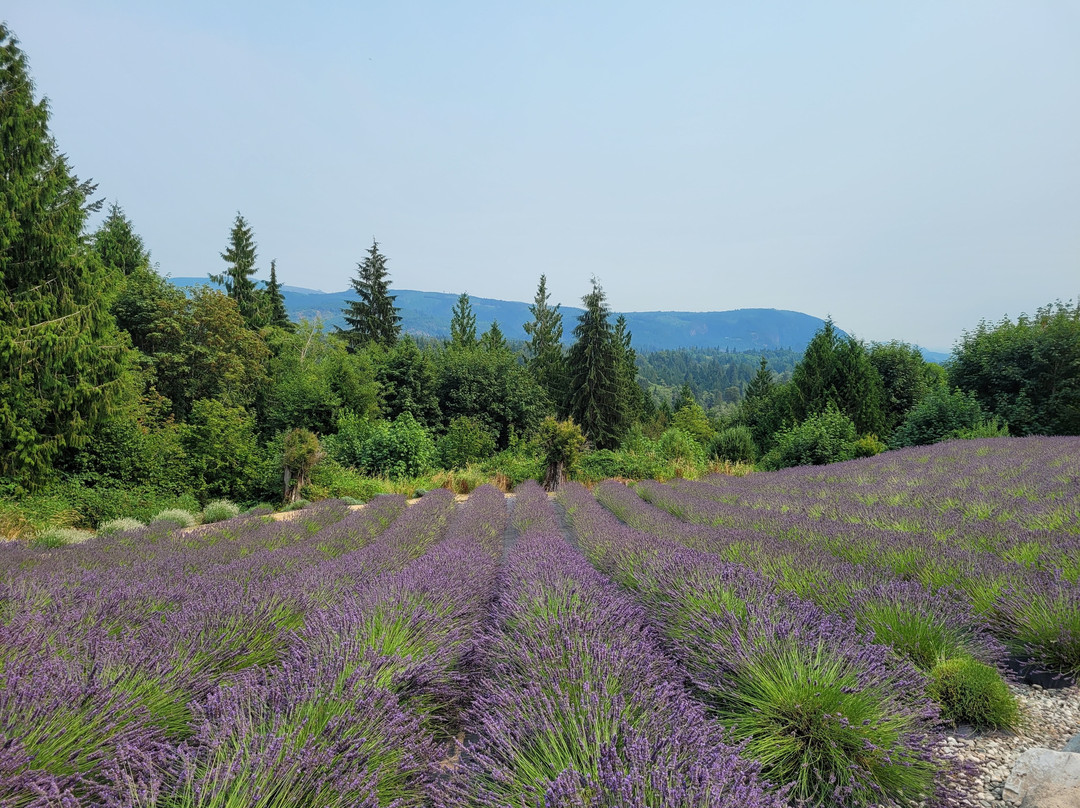 Purple Robe Lavender Farm景点图片