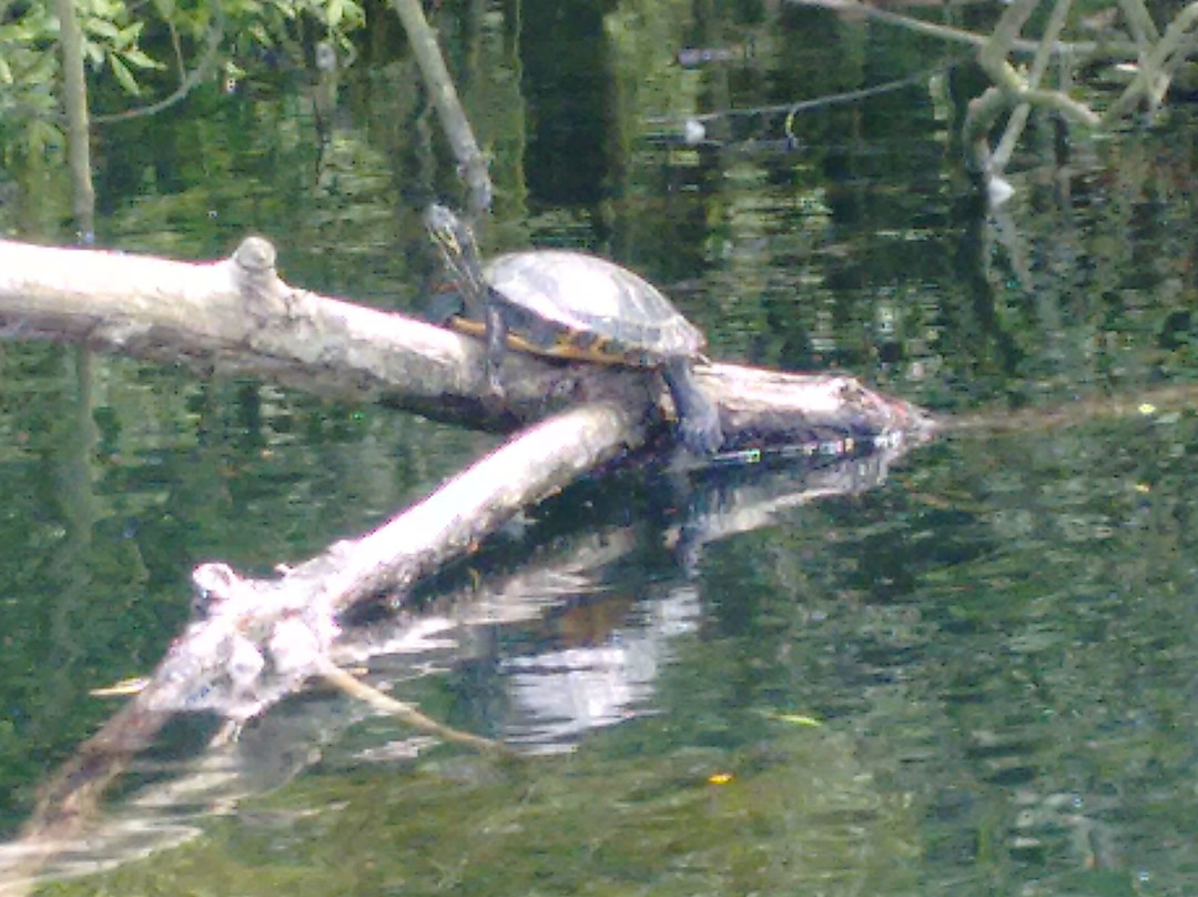 Leybourne Lakes Country Park景点图片