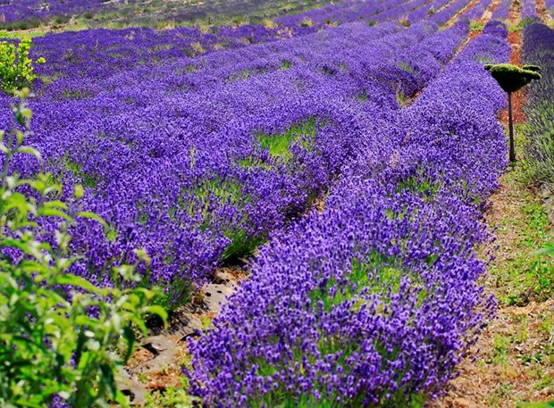 New Forest Lavender Gardens景点图片