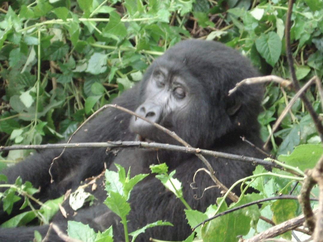 Gorilla Safaris Uganda Travel-坎帕拉必去景点