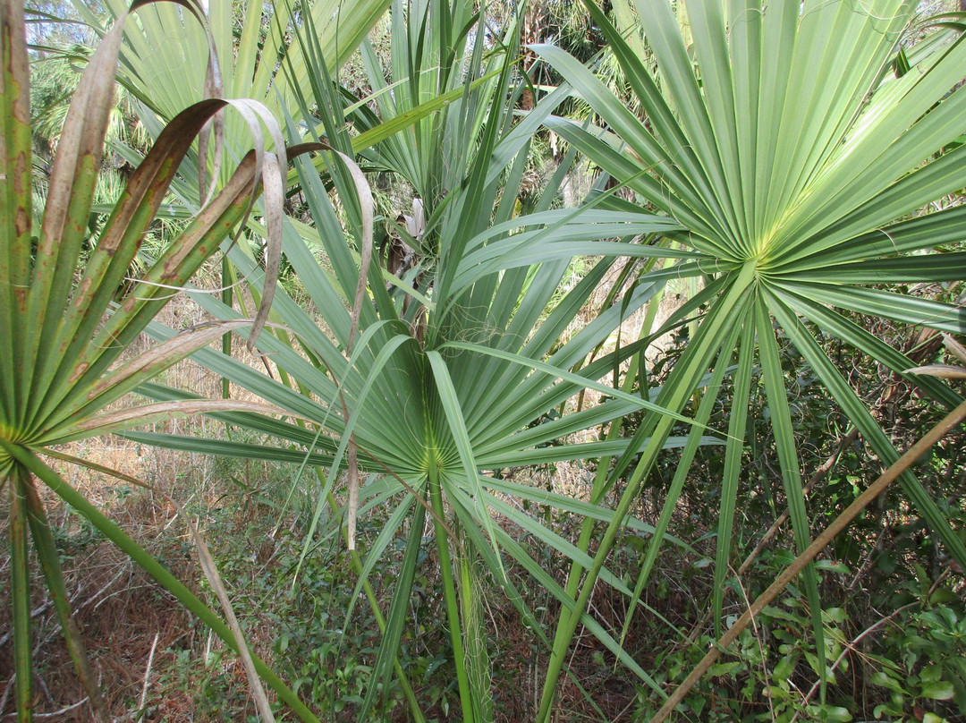 Crystal River Preserve State Park Eco-Walk-克里斯特尔里弗必去景点