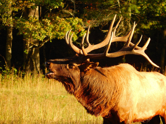 Cataloochee Valley Tours-韦恩斯维尔必去景点