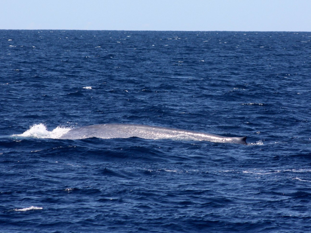 Geographe Maritime Charters-巴瑟尔顿必去景点
