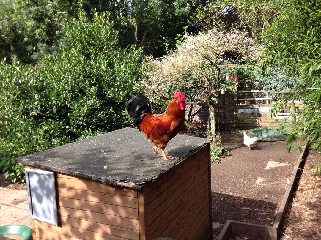 British Wildlife Rescue Centre景点图片