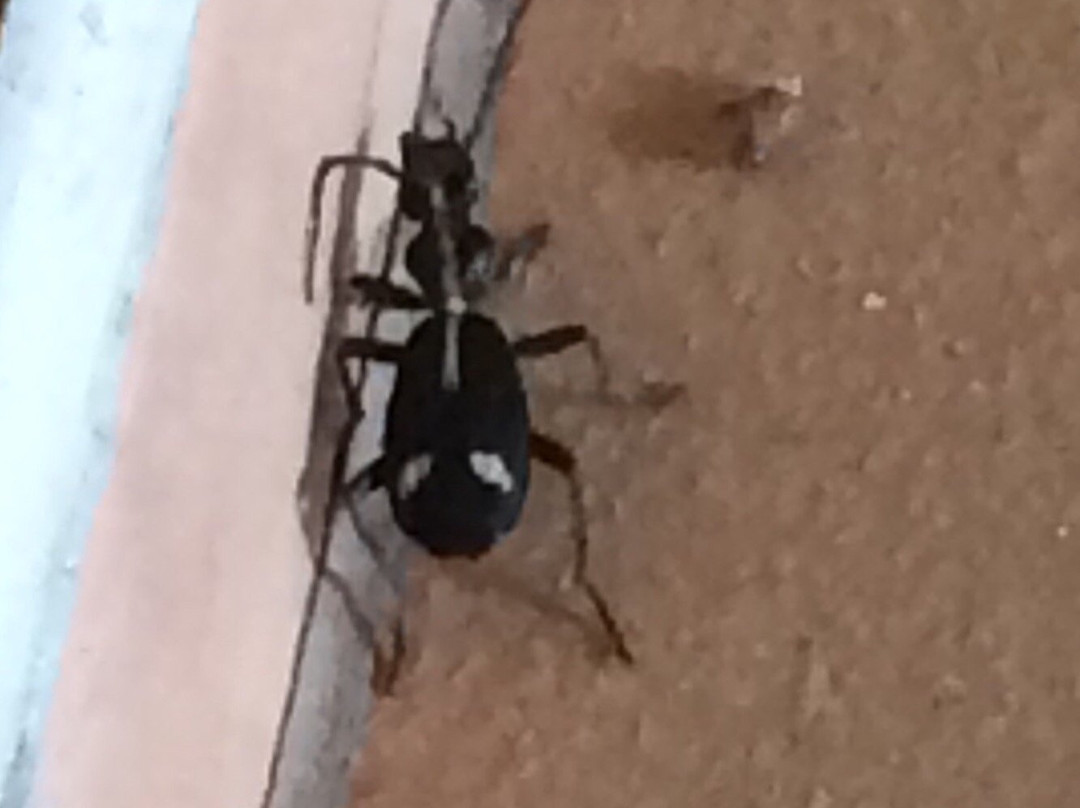 Not For Sissies Tours & Adventures-约翰内斯堡必去景点