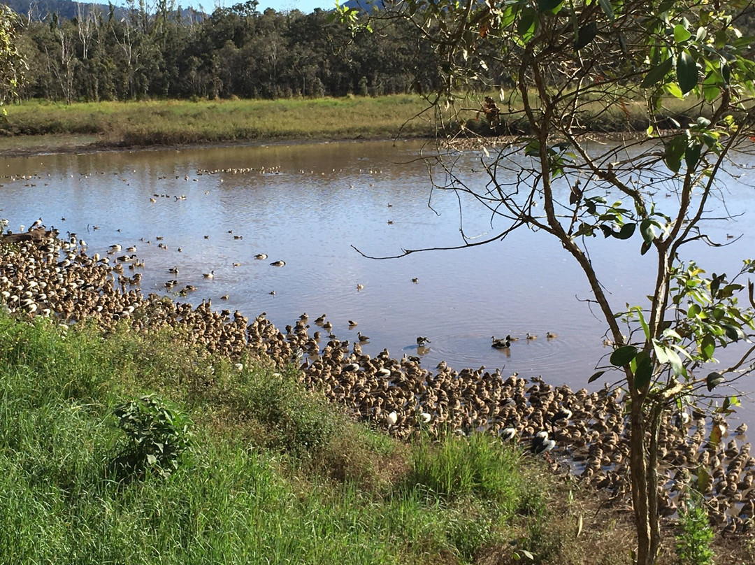 Hasties Swamp National Park