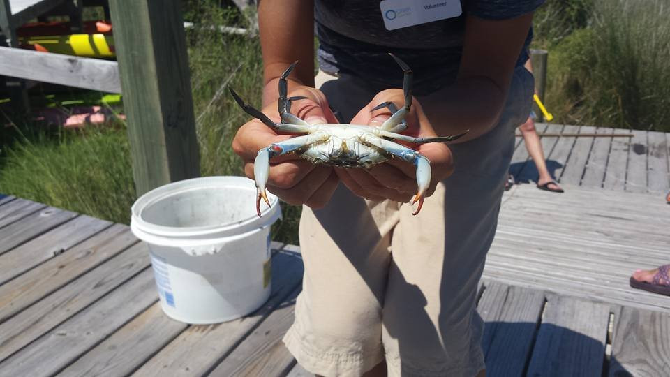 Hatteras Island Ocean Center景点图片