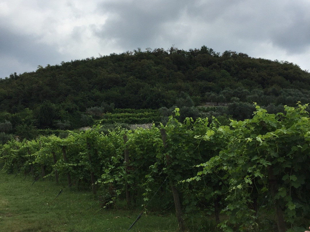 Azienda Agricola Meroni景点图片