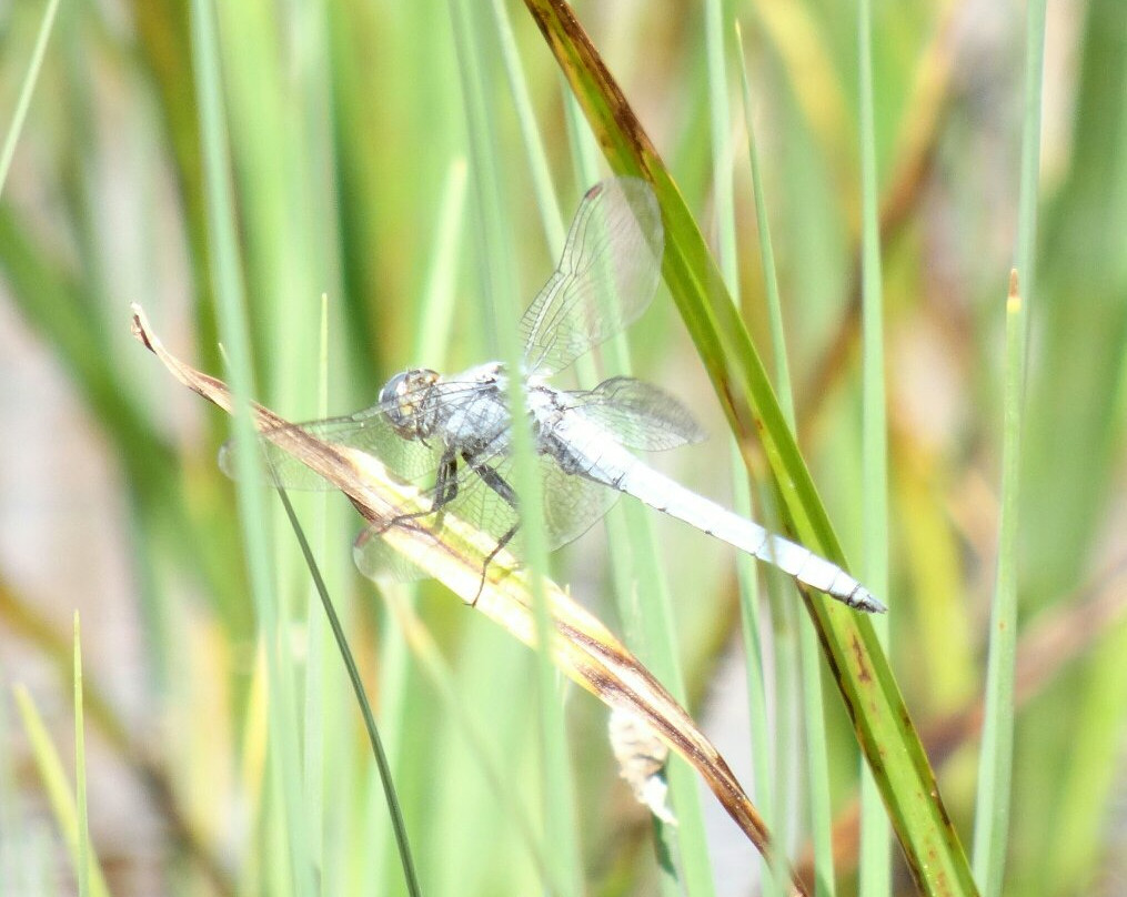 Naturschwimmteich Jagerberg-Jagerberg必去景点
