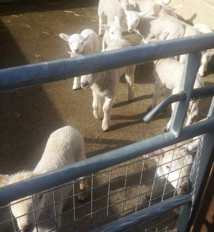 St James City Farm-格洛斯特必去景点