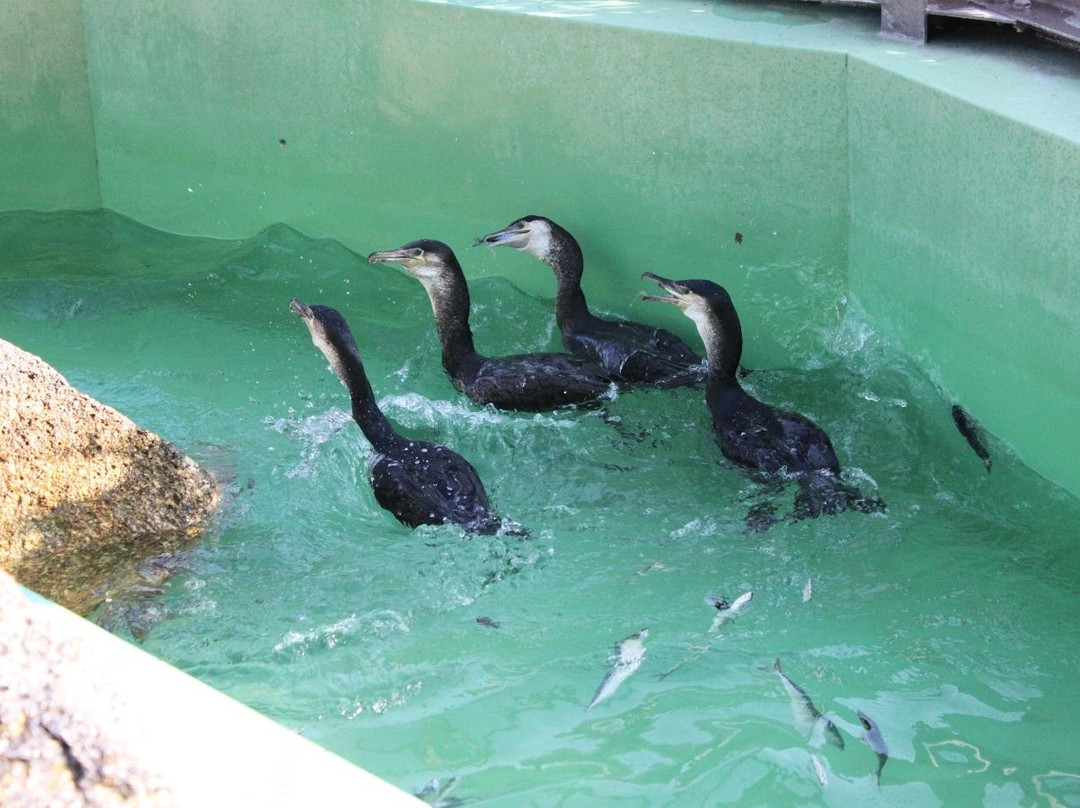 Paradise of Cormorants