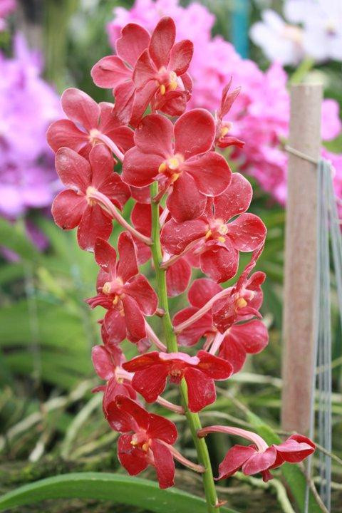 Suan Phueng Orchid景点图片