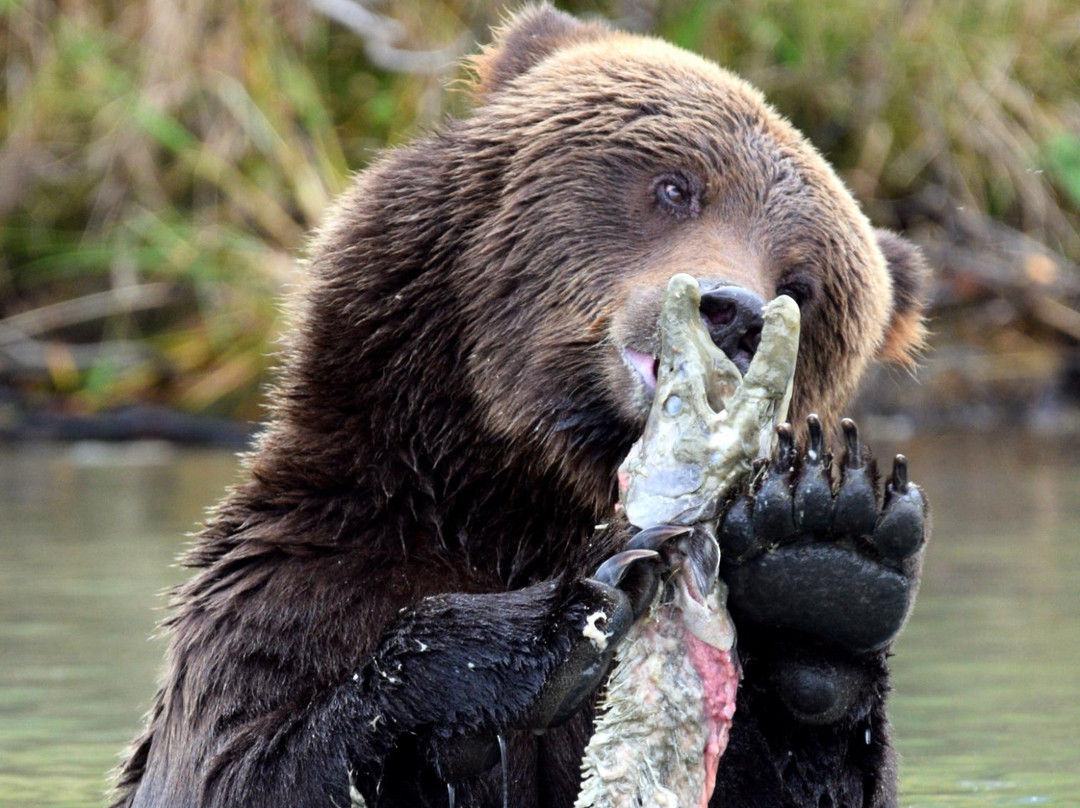 Alaska Bear Expeditions Bear Viewing Tours-卡特迈国家公园及自然保护区必去景点