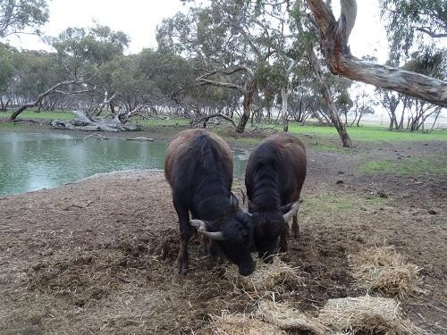 Cockatoo Downs Farmstay景点图片