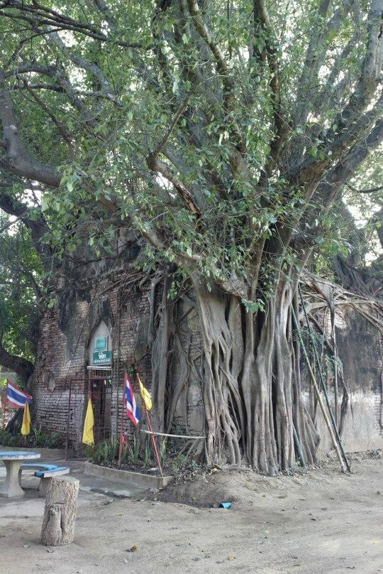 Wat Sai-因武里必去景点