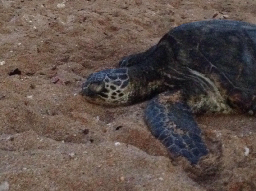 Haleiwa Alii Beach Park-哈雷瓦必去景点
