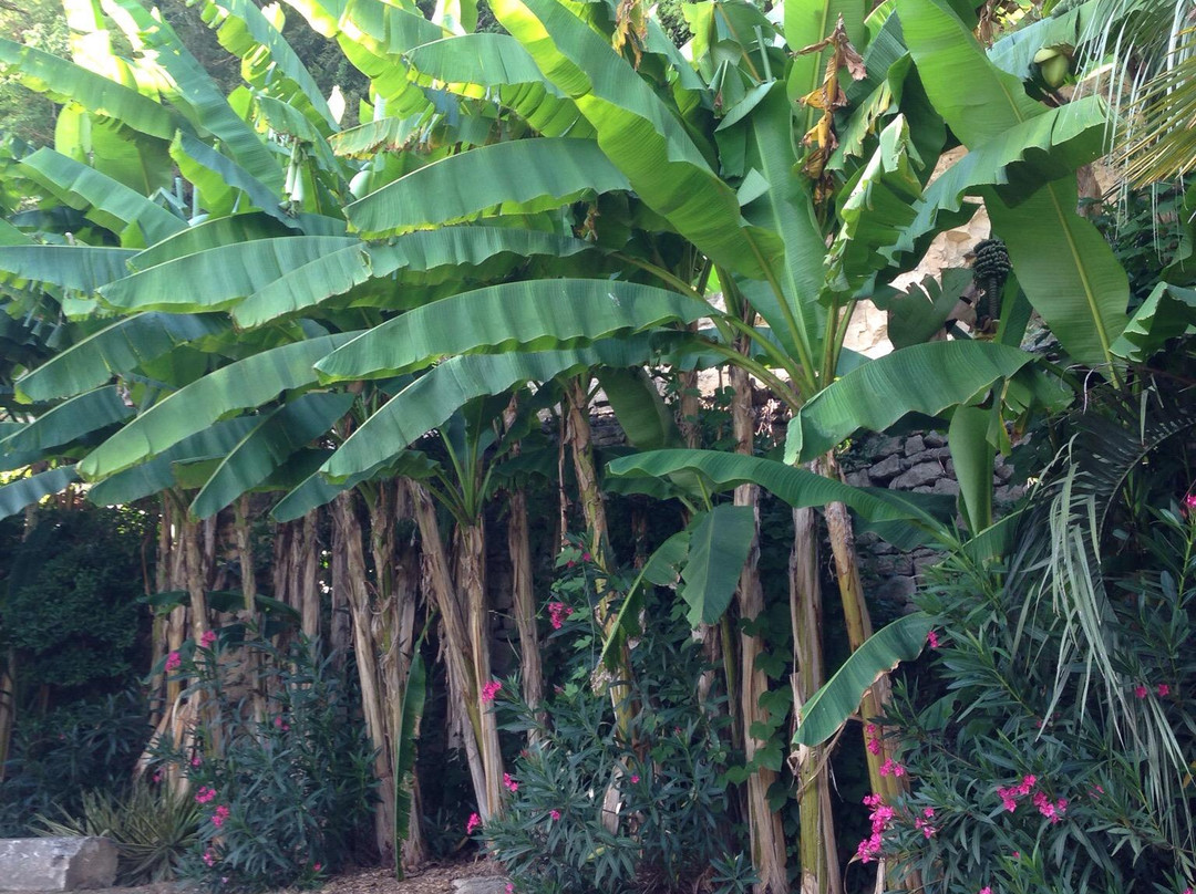 Jardin Exotique景点图片