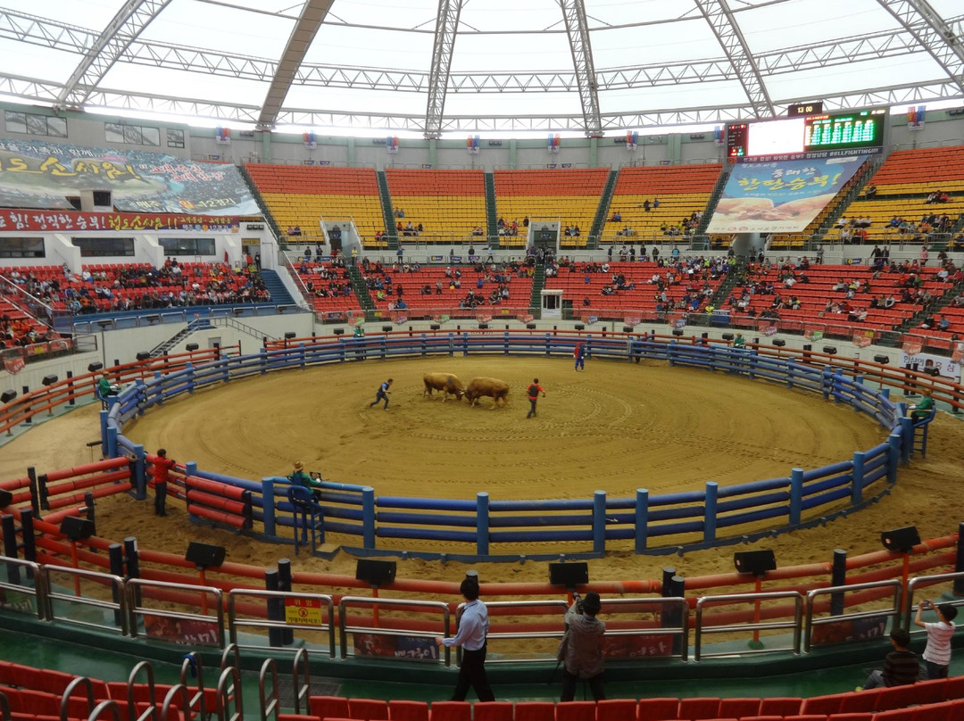 Cheongdo Bullfighting Stadium-清道郡必去景点