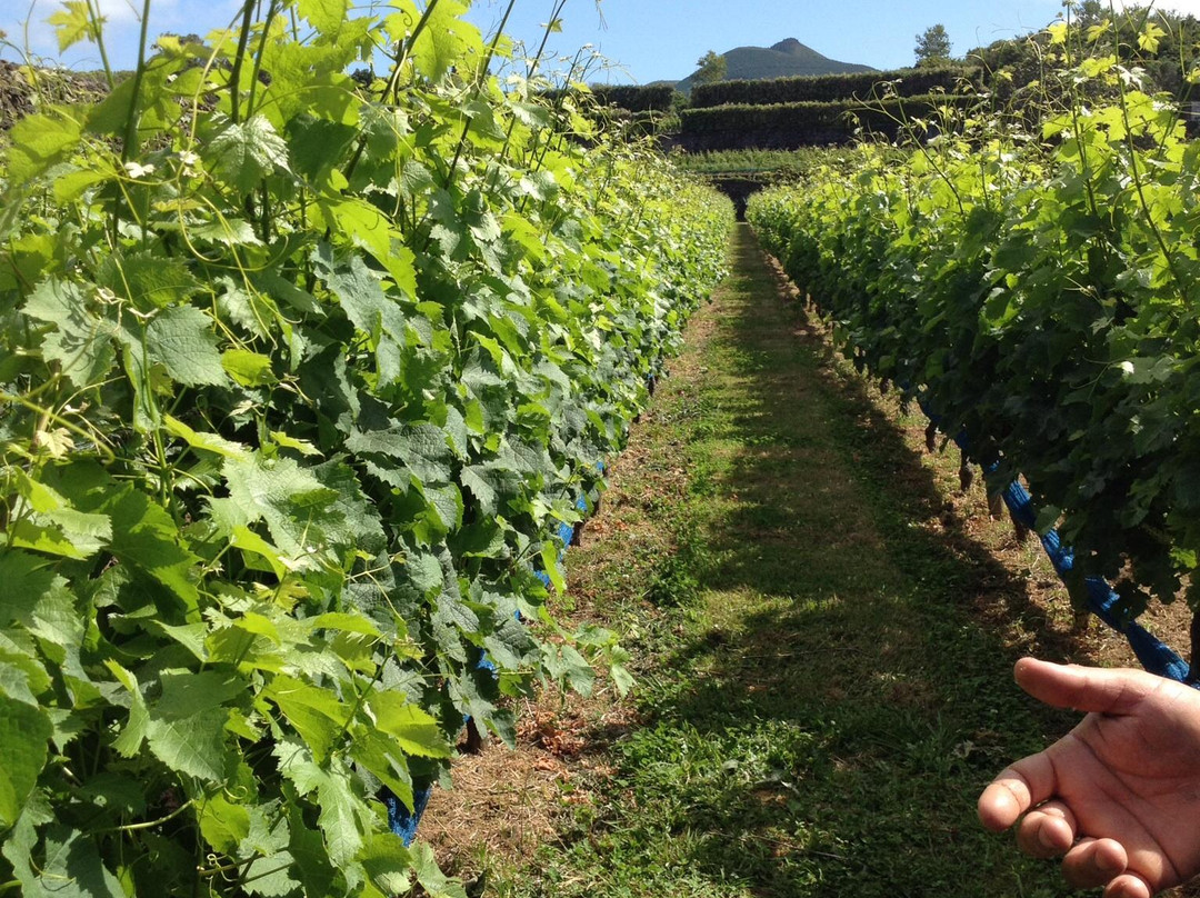 Quinta da Jardinete Vineyard-蓬塔德尔加达必去景点
