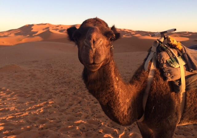Camel Trekking-梅如卡必去景点