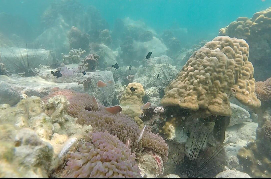 Green Island Divers-玛岛必去景点