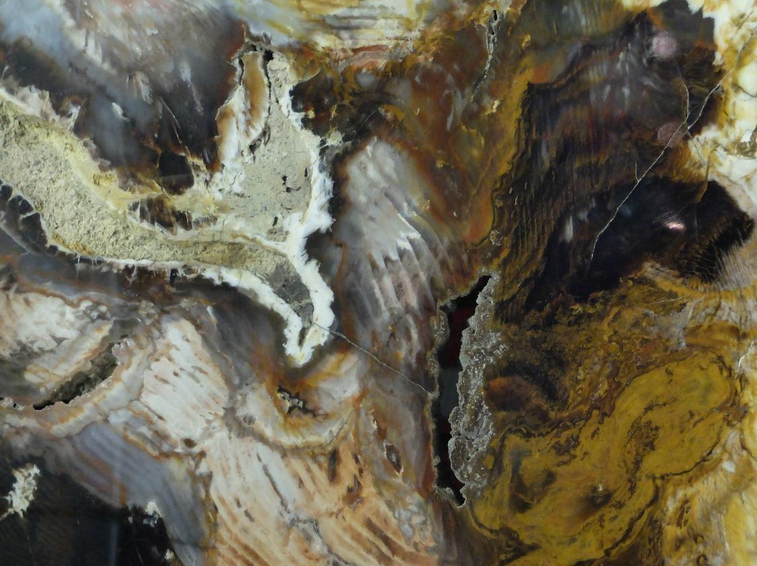 Buena Vista Museum of Natural History-贝克斯菲尔德必去景点