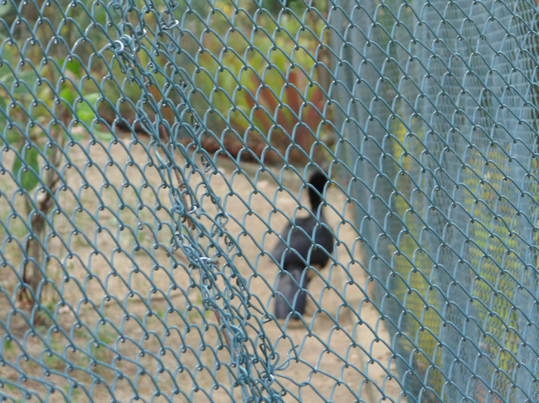 Parque Natural Municipal dos Pássaros景点图片