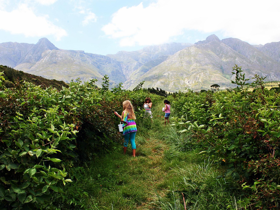 Wilderbraam Berry Estate-斯韦伦丹必去景点
