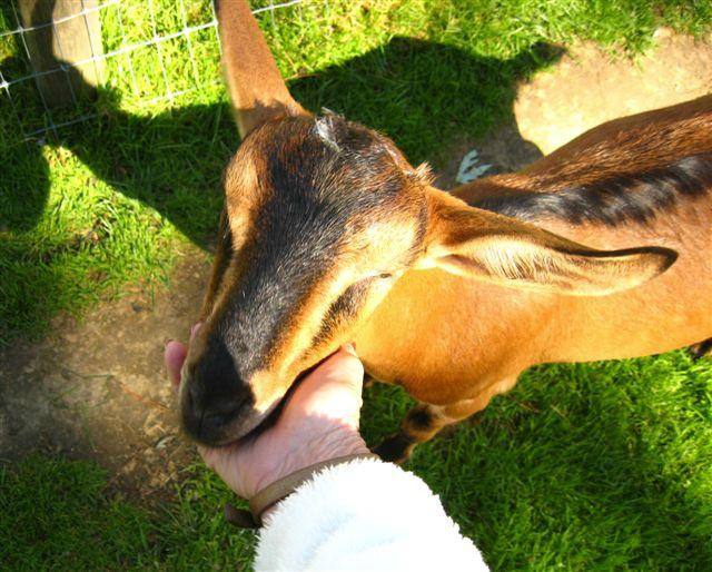 Friendly Farm-Dublin必去景点