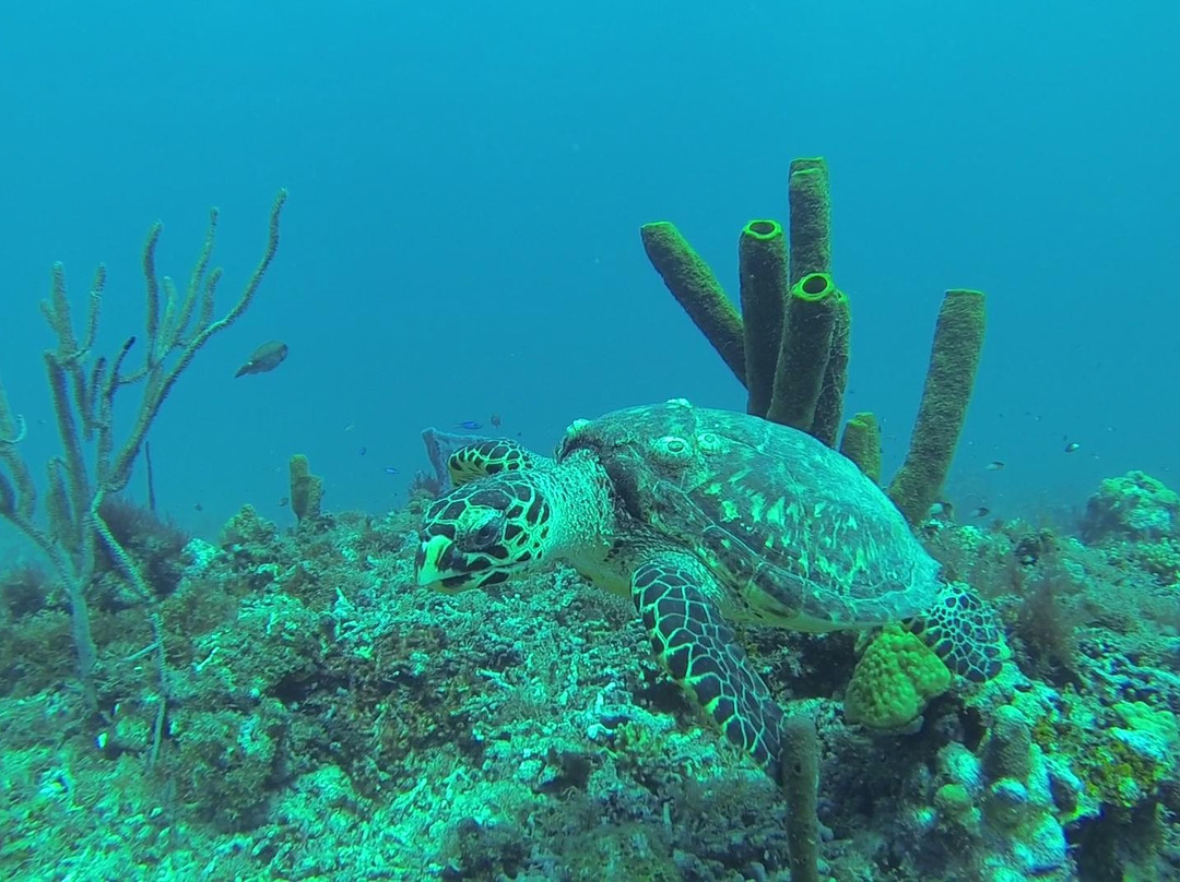 Man'balaou Club de Plongée-Saint Louis必去景点