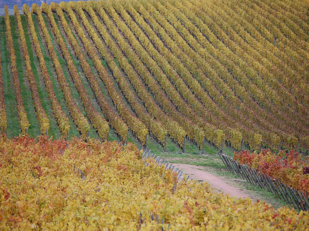 Domaine Serol景点图片
