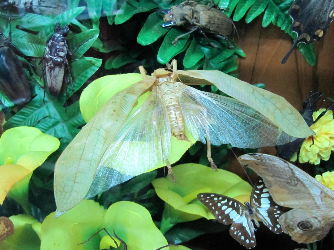 世界昆虫及自然奇观博物馆-清迈必去景点